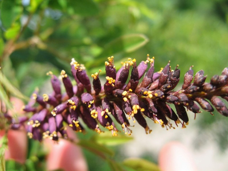 False Indigo Bush photo 9