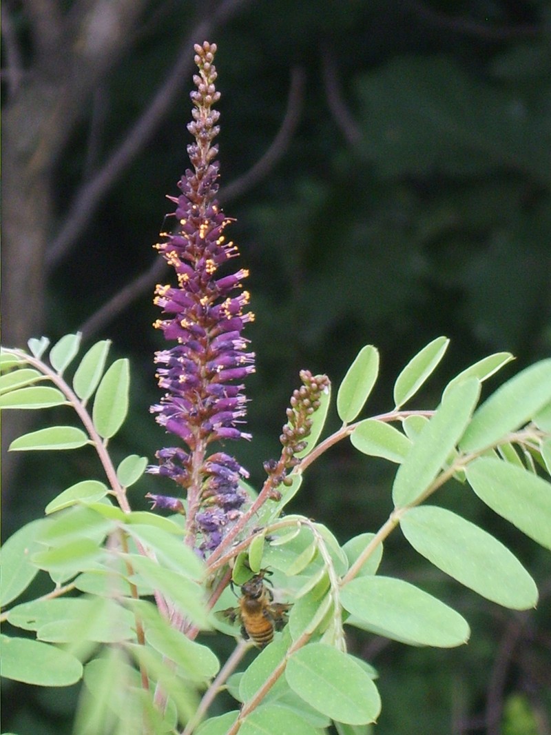 False Indigo Bush