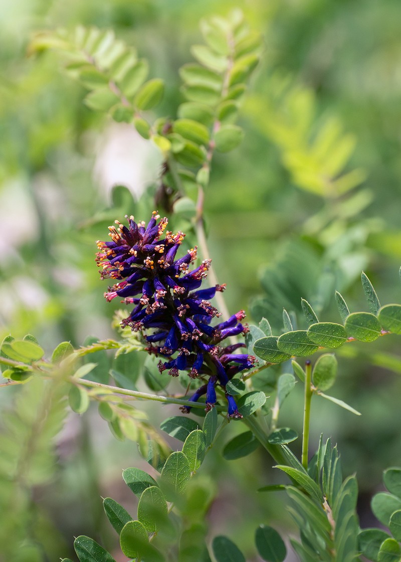 Georgia False Indigo