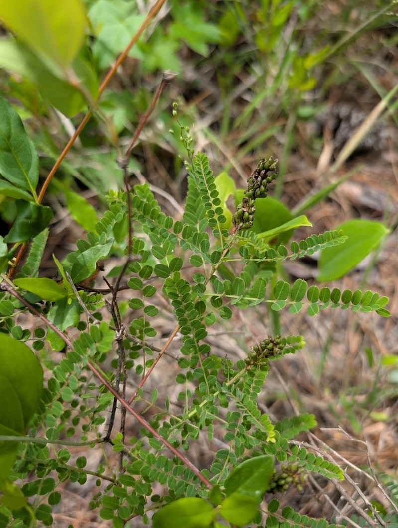 Georgia False Indigo photo 2