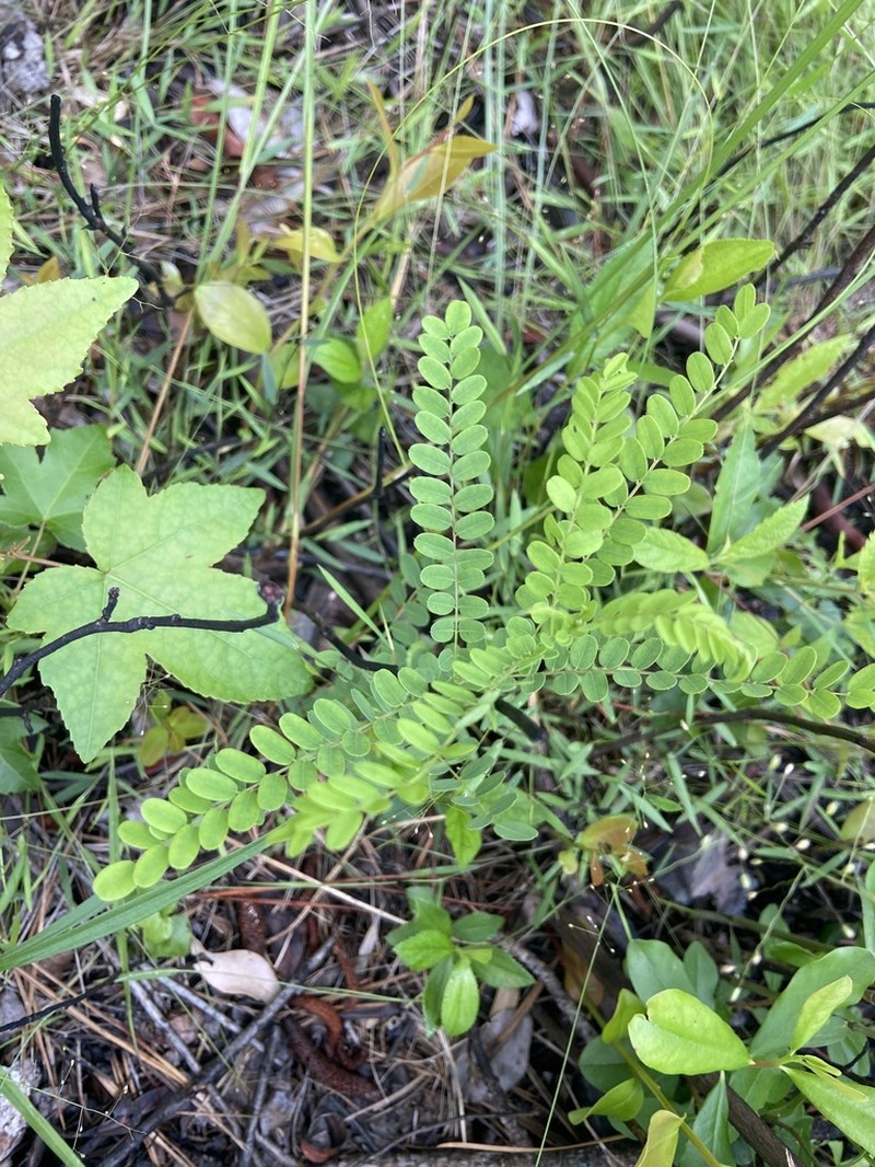 Georgia False Indigo photo 3