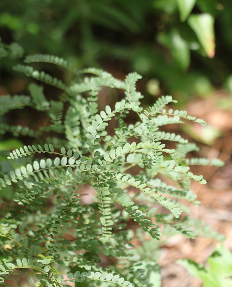 Georgia False Indigo photo 4