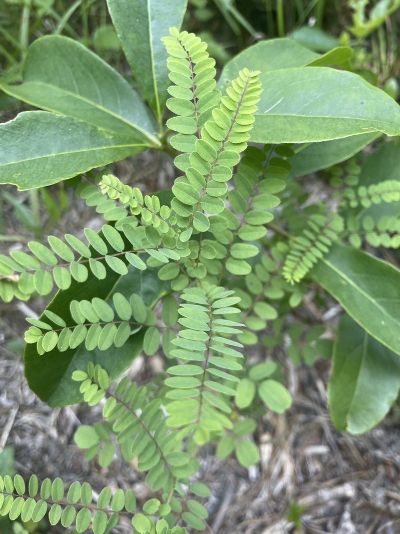 Georgia False Indigo photo 5