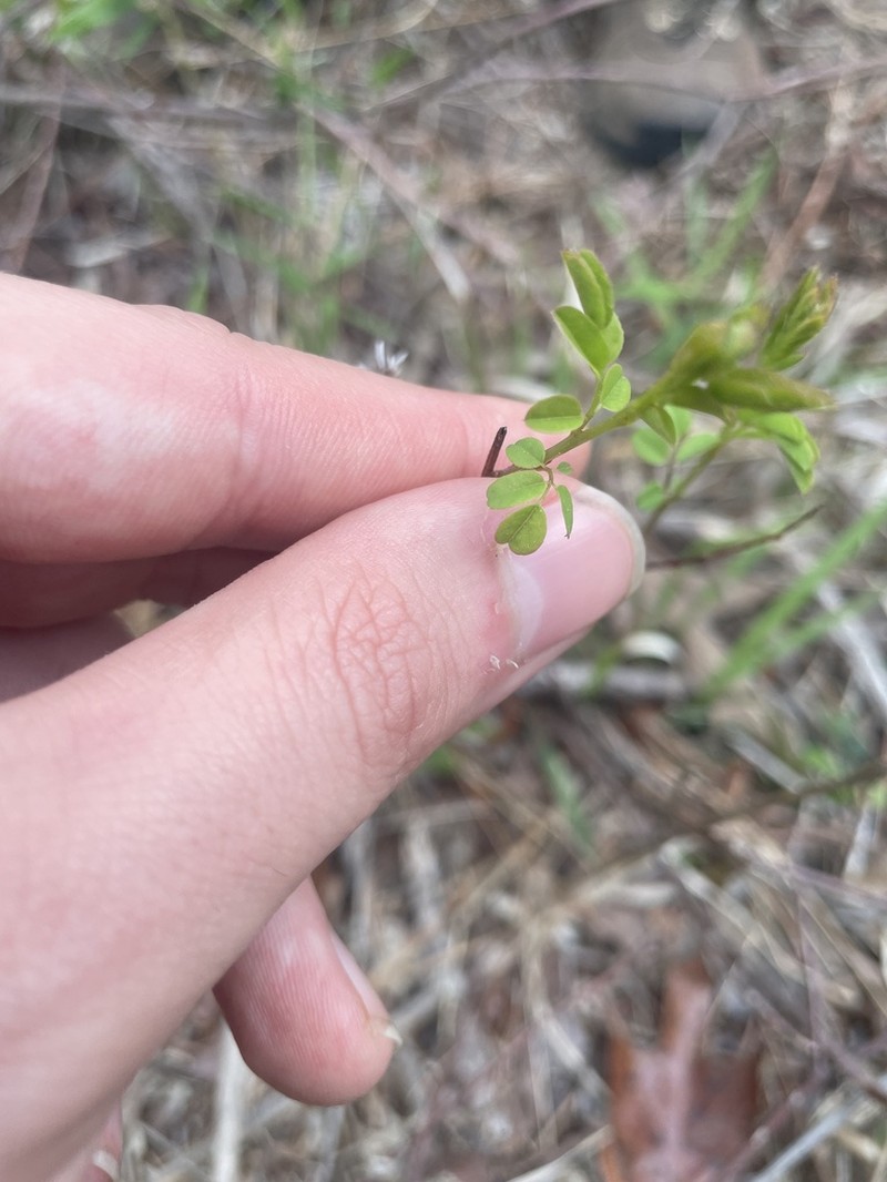Georgia False Indigo photo 7