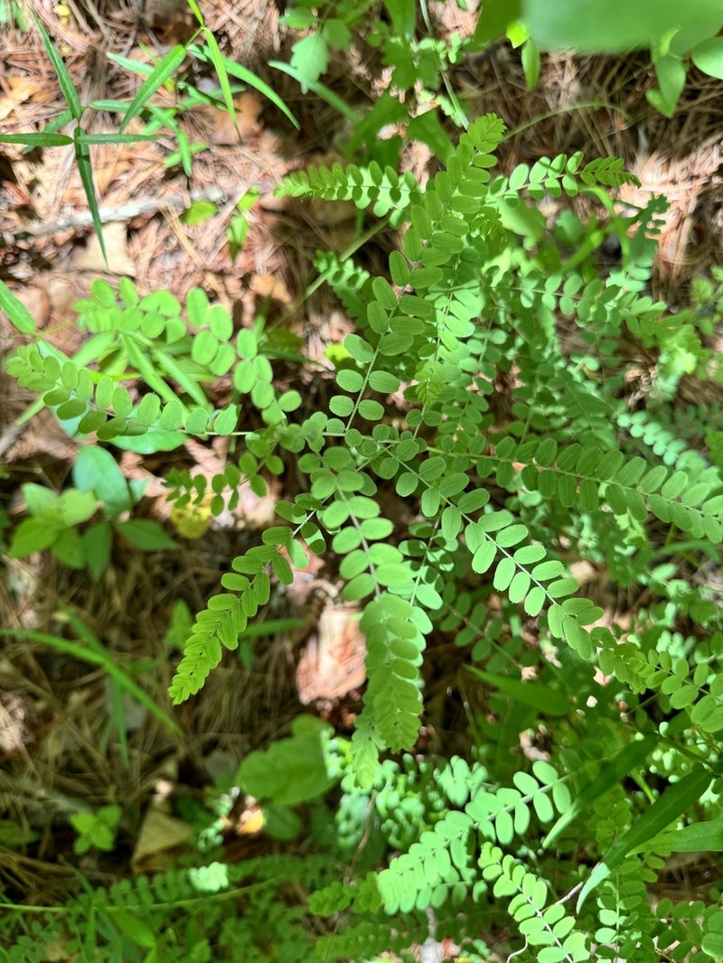Georgia False Indigo photo 8