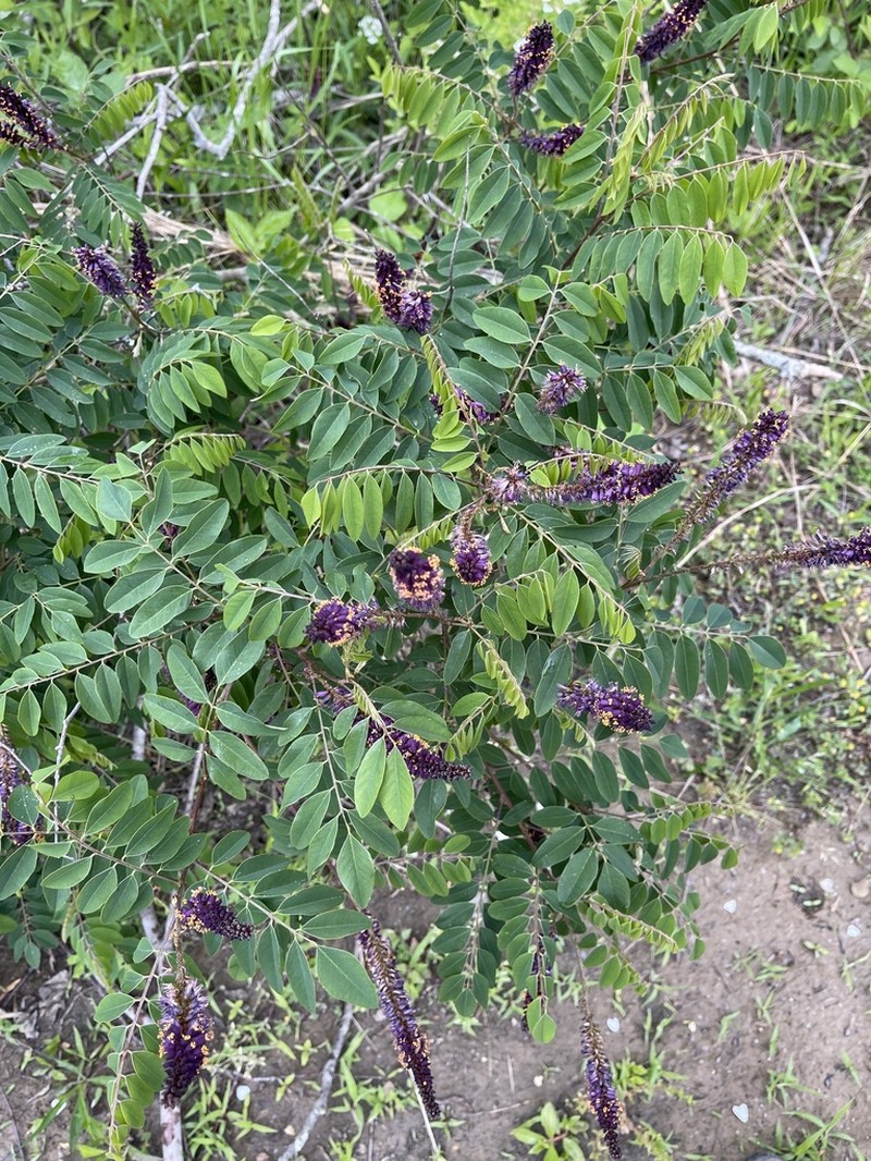 Mountain False Indigo