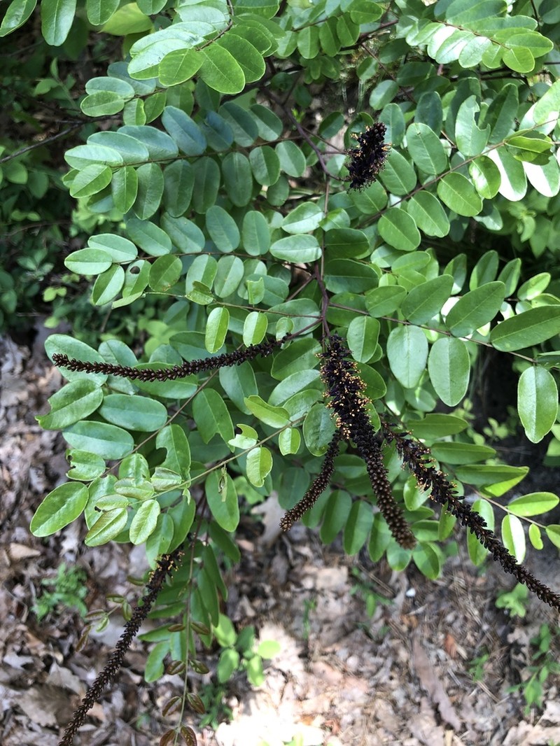 Mountain False Indigo photo 2