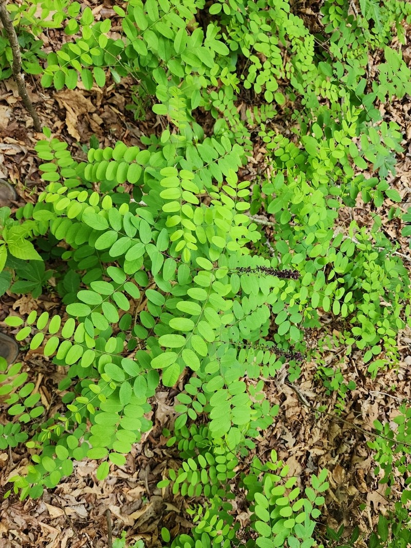 Mountain False Indigo photo 3