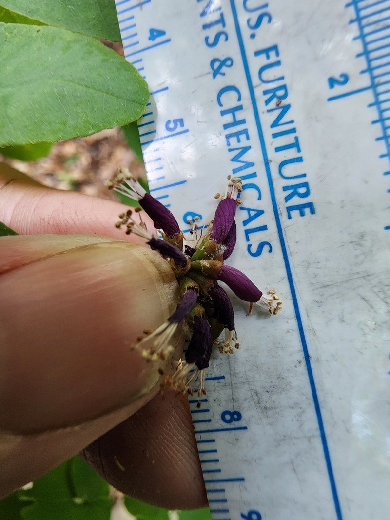 Mountain False Indigo photo 4