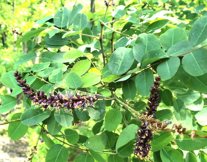 Mountain False Indigo photo 5