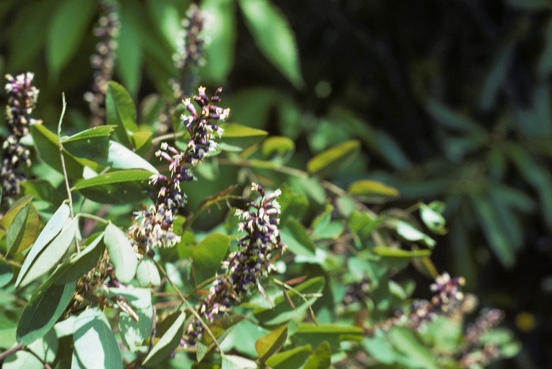 Mountain False Indigo photo 6