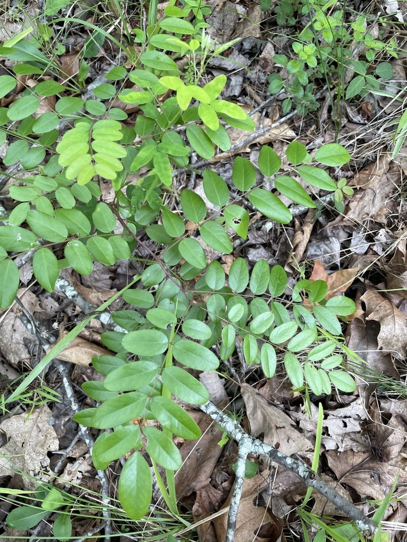 Mountain False Indigo photo 7