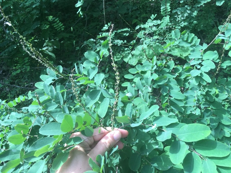 Mountain False Indigo photo 8