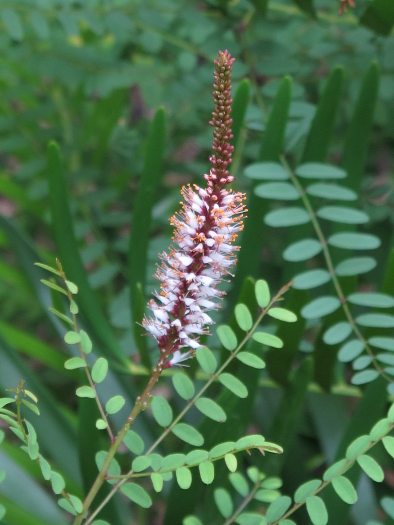 Clusterspike False Indigo