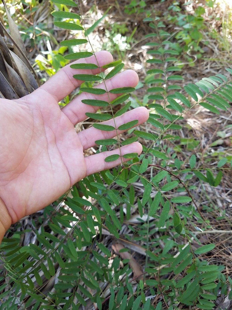 Clusterspike False Indigo photo 3