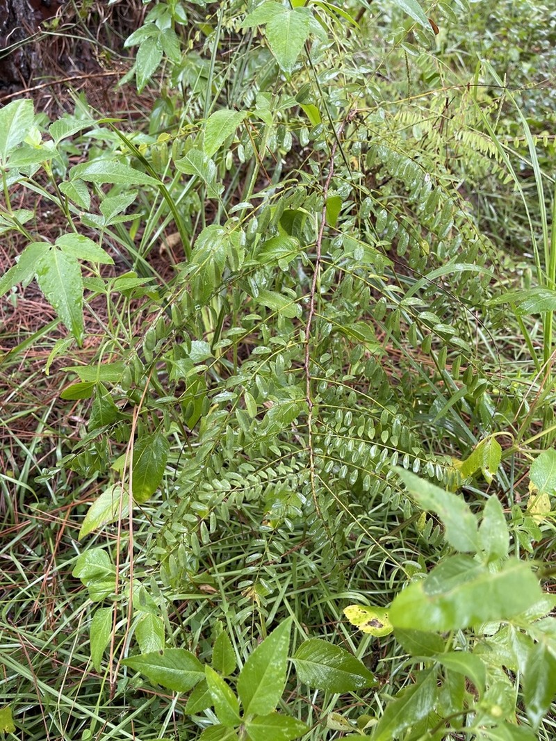 Clusterspike False Indigo photo 5