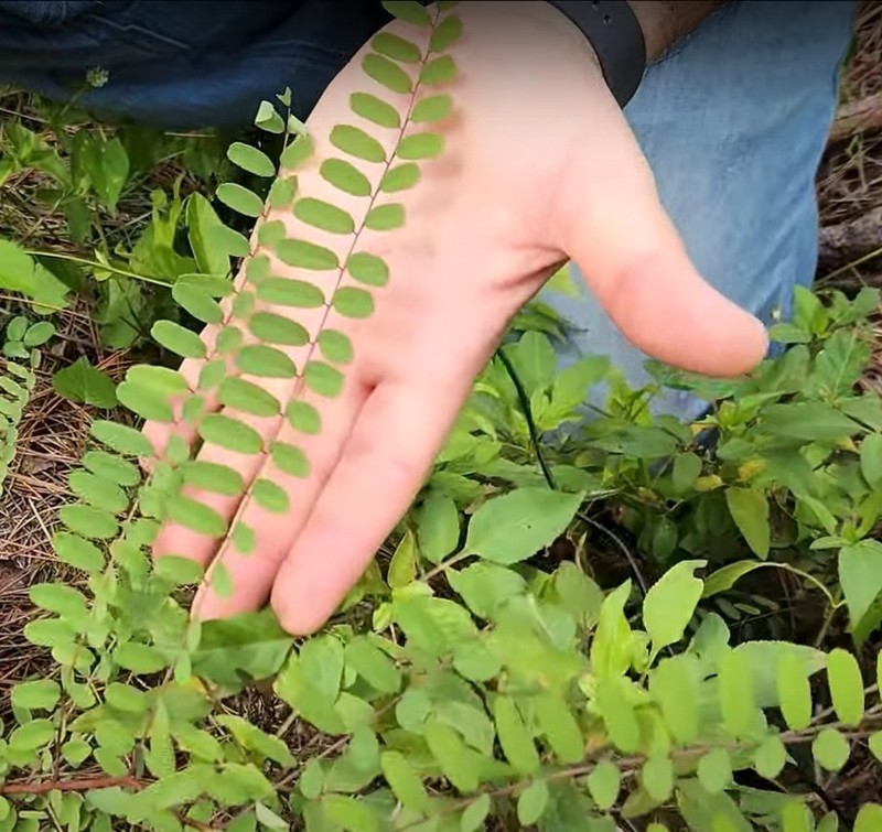 Clusterspike False Indigo photo 7