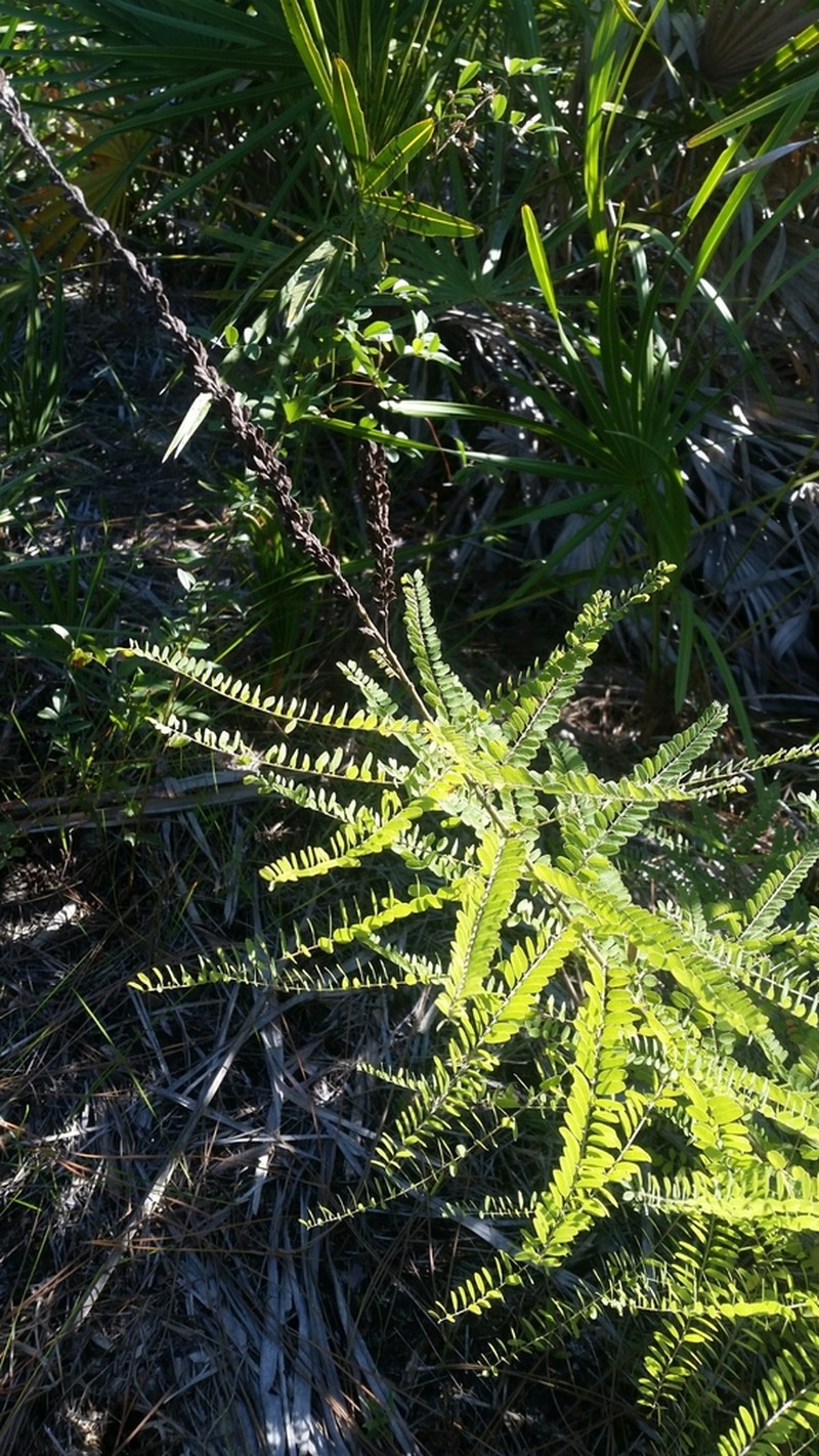 Clusterspike False Indigo photo 8