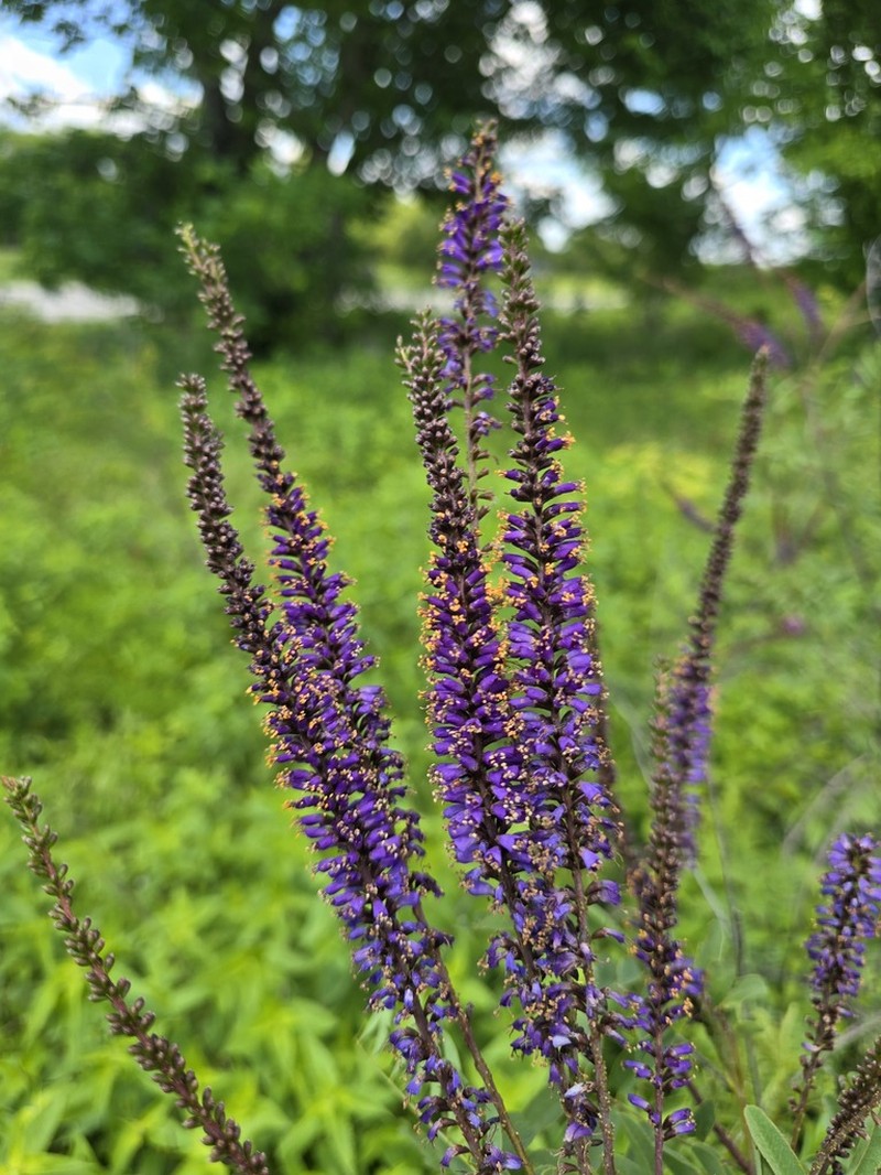 Smooth False Indigo