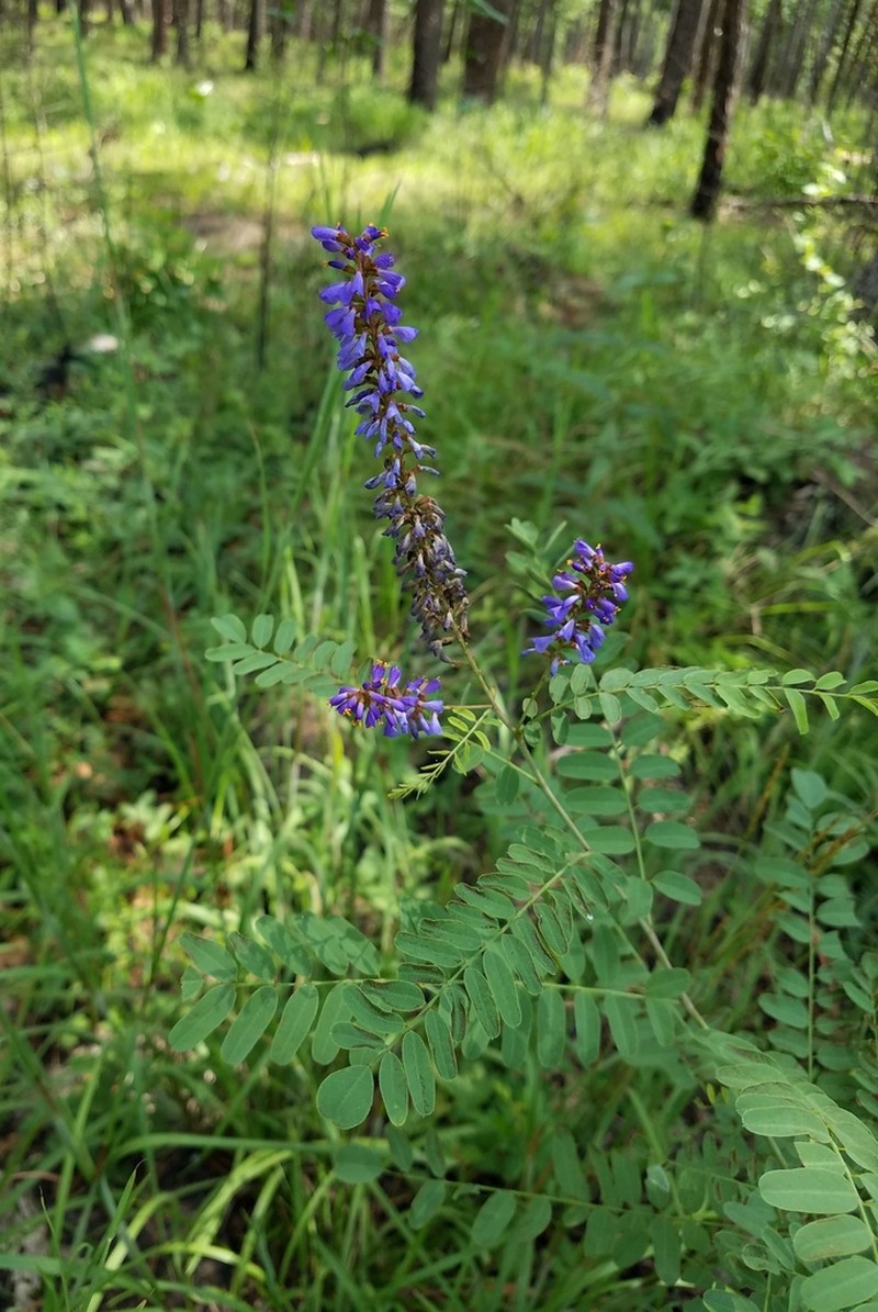 Smooth False Indigo photo 3