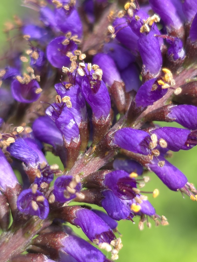 Smooth False Indigo photo 5