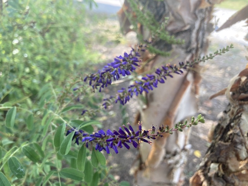 Smooth False Indigo photo 7