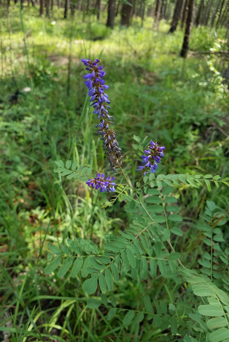 Smooth False Indigo photo 8