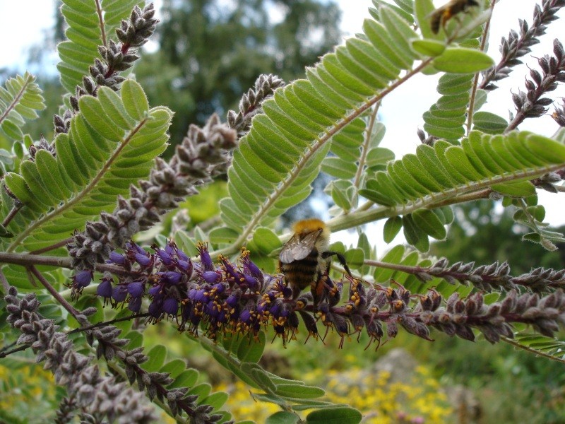 Dwarf False Indigo