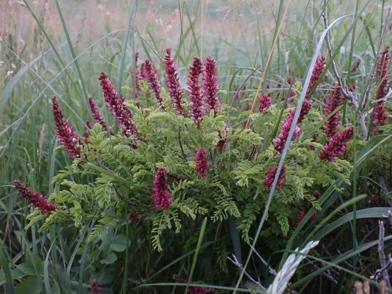 Dwarf False Indigo photo 2