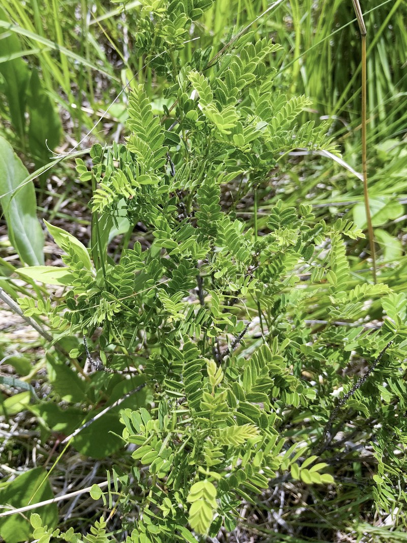 Dwarf False Indigo photo 3
