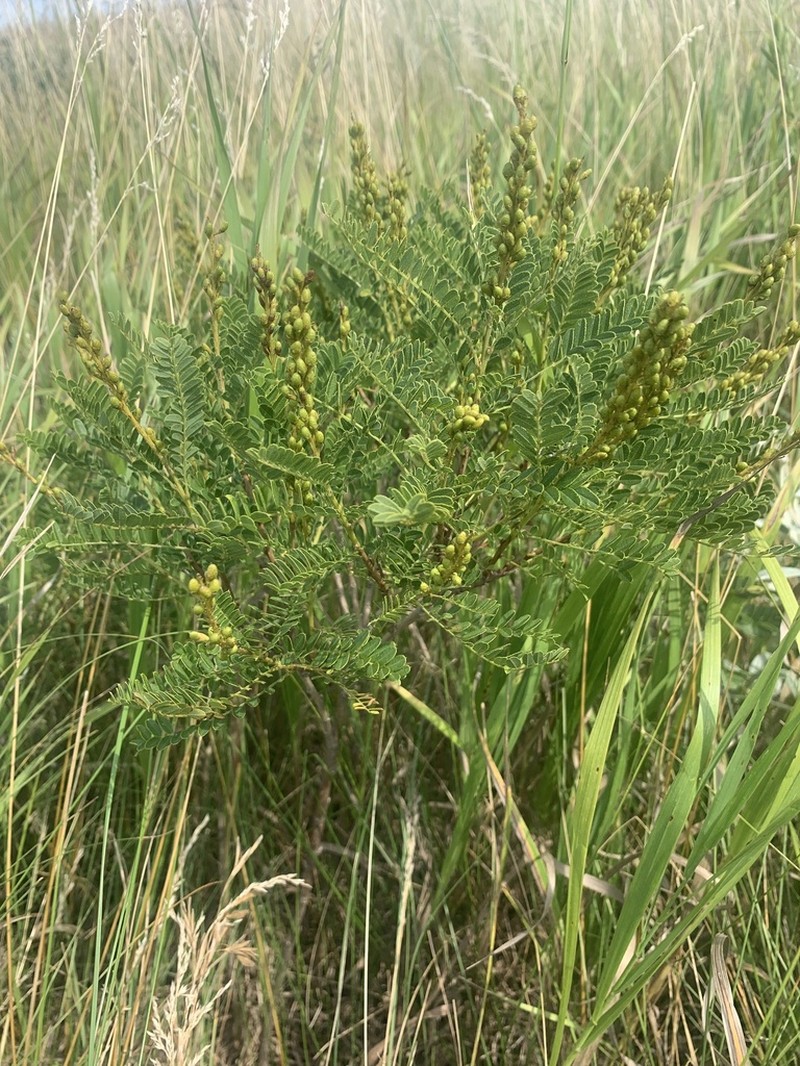 Dwarf False Indigo photo 4