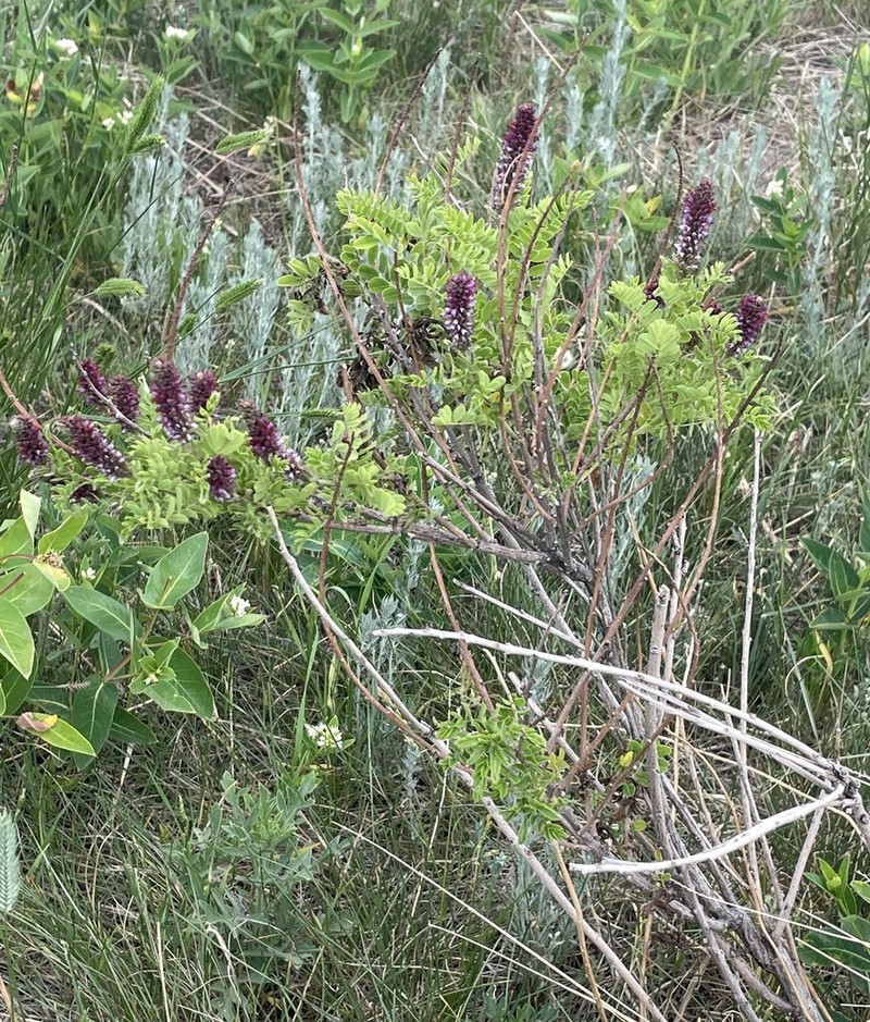 Dwarf False Indigo photo 5