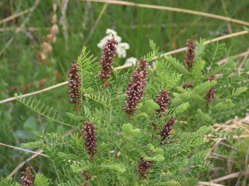 Dwarf False Indigo photo 6