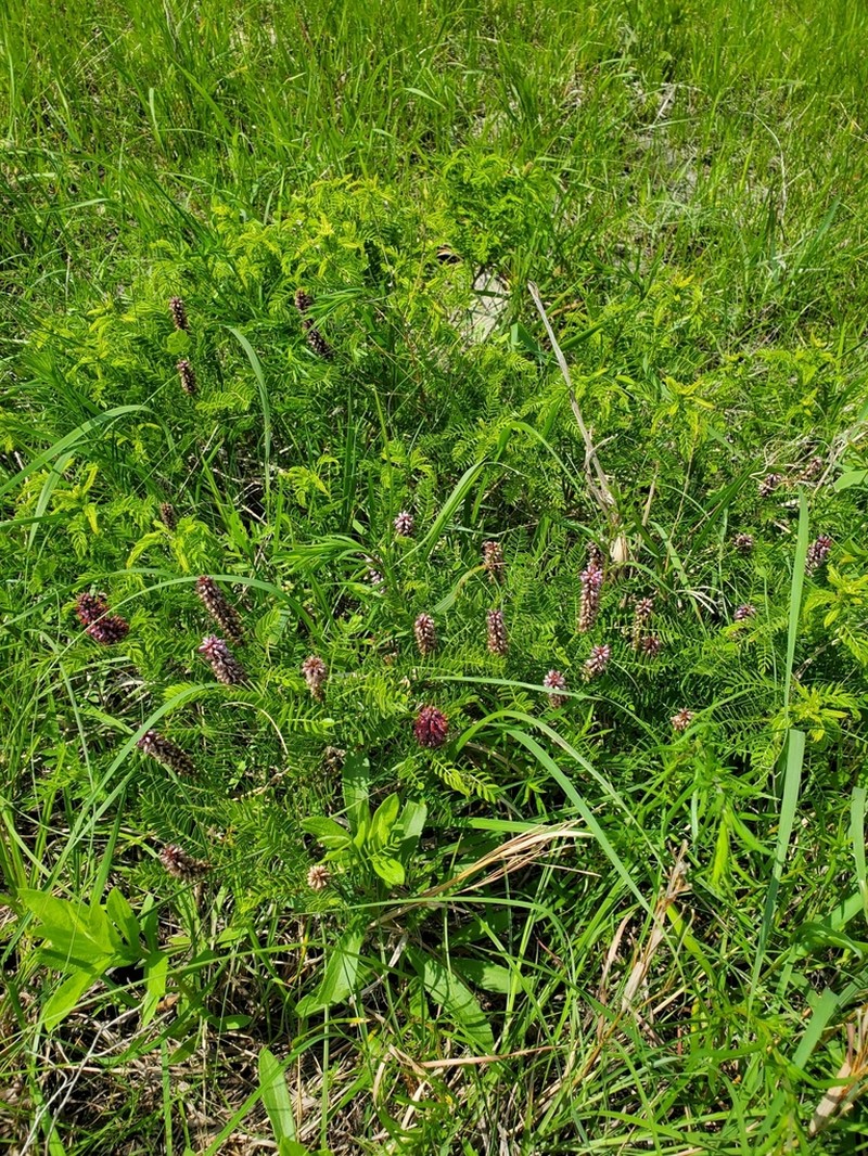 Dwarf False Indigo photo 7
