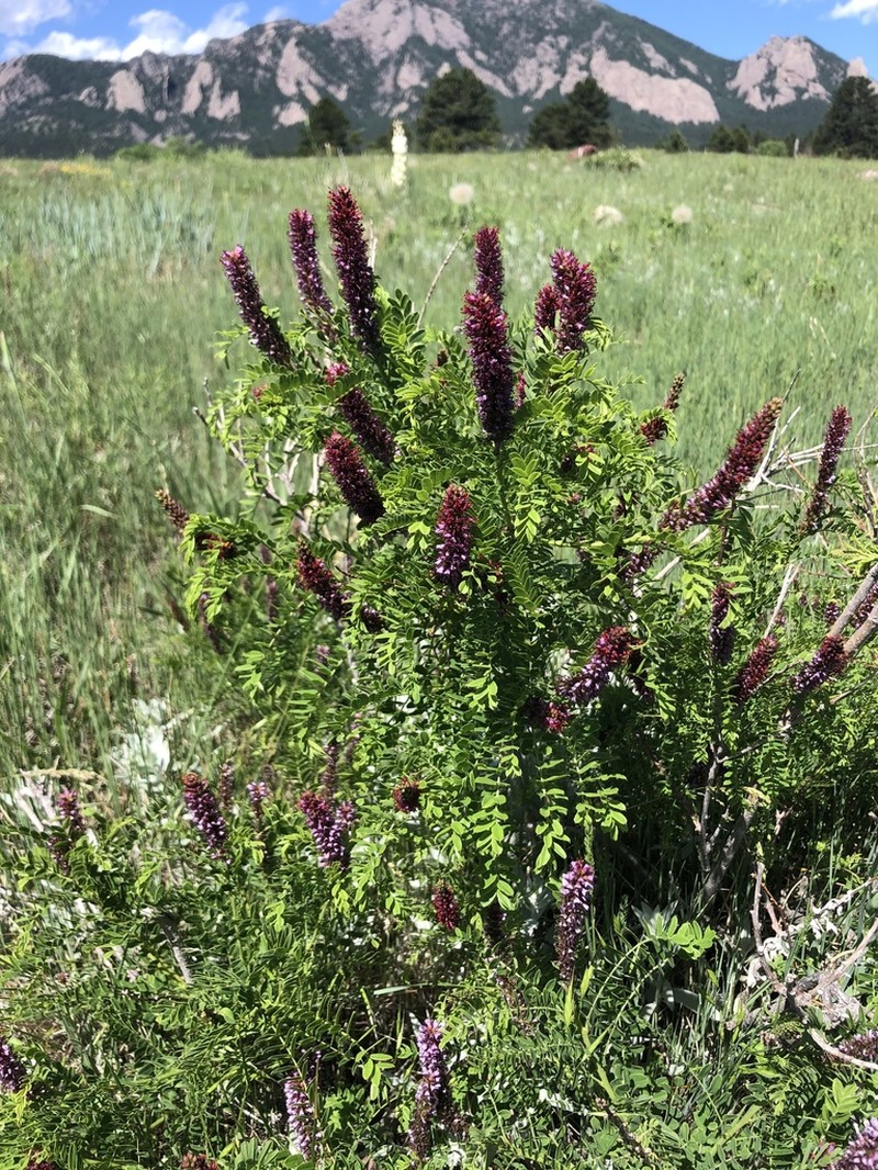 Dwarf False Indigo photo 8