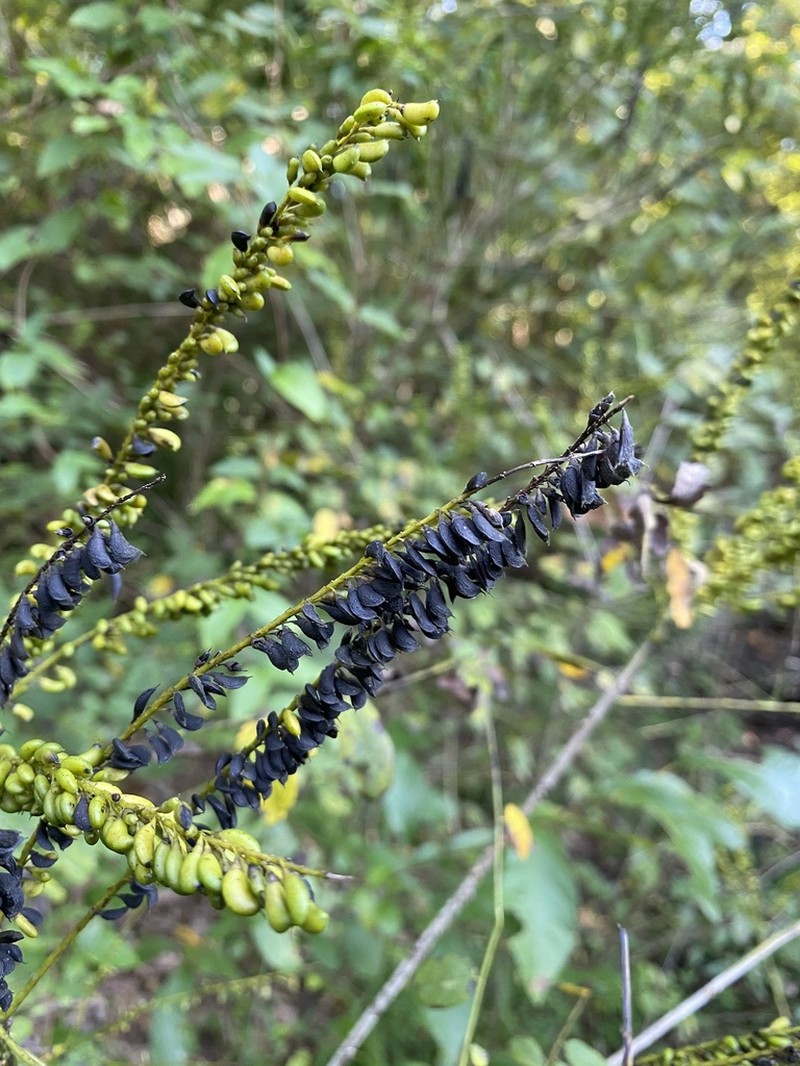 Shining False Indigo photo 2