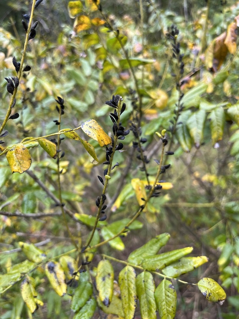 Shining False Indigo photo 4