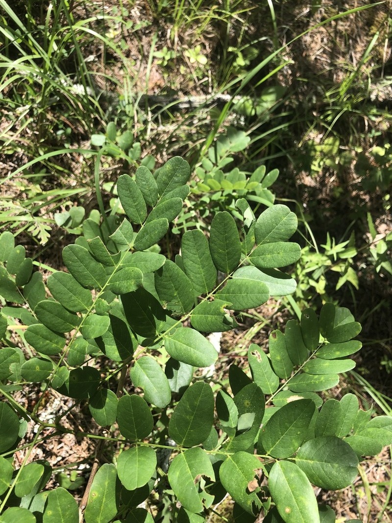 Shining False Indigo photo 7