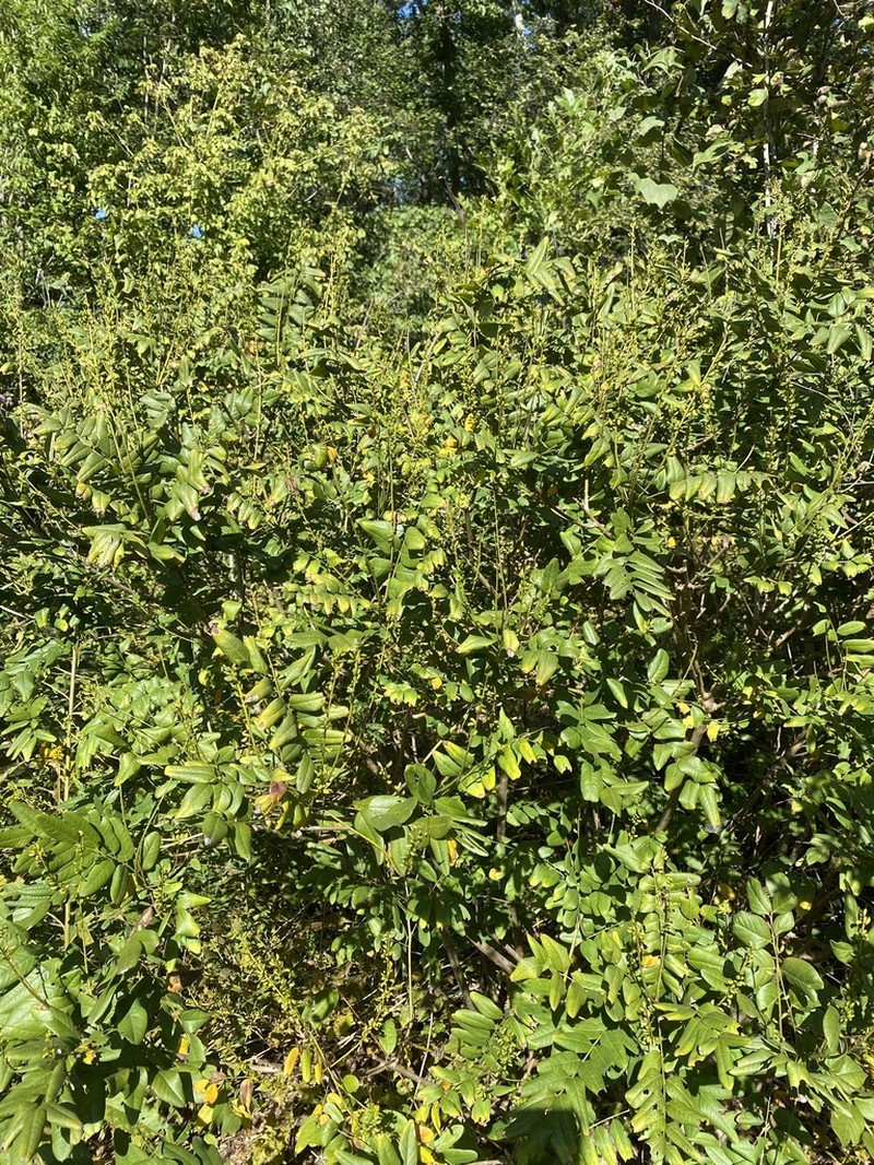 Shining False Indigo photo 8