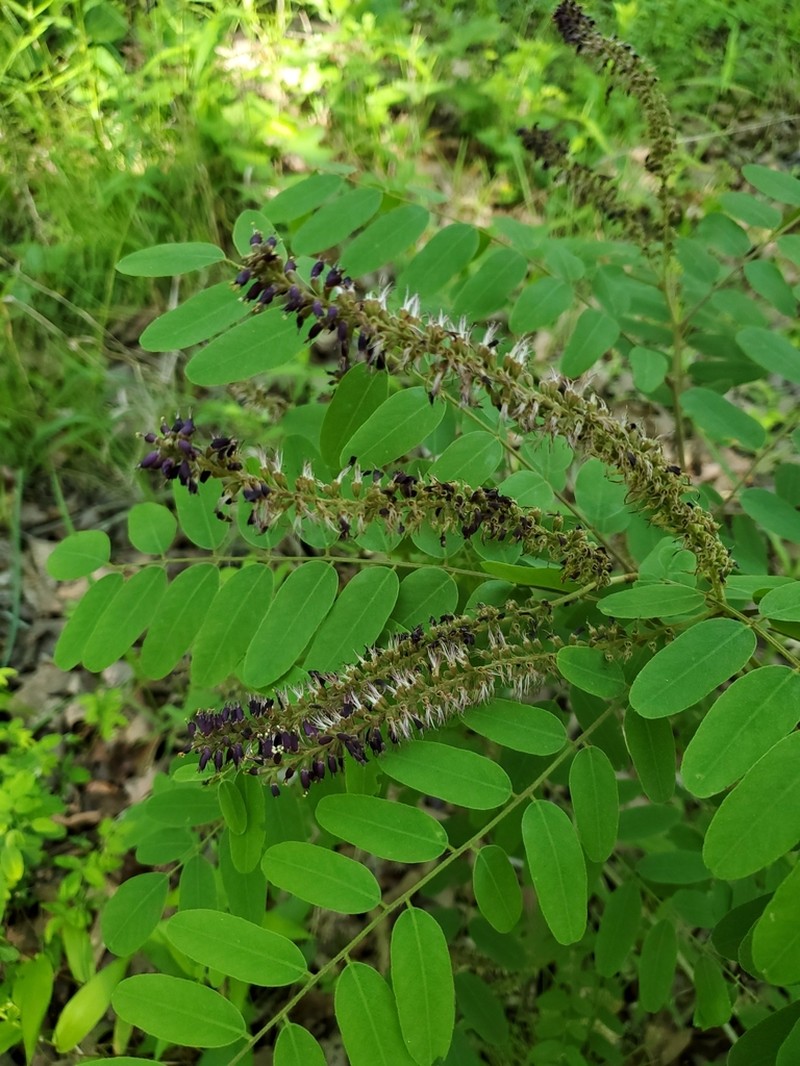 Ouachita False Indigo photo 2