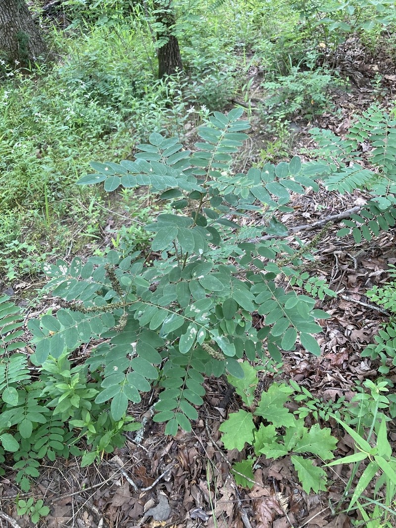 Ouachita False Indigo photo 3