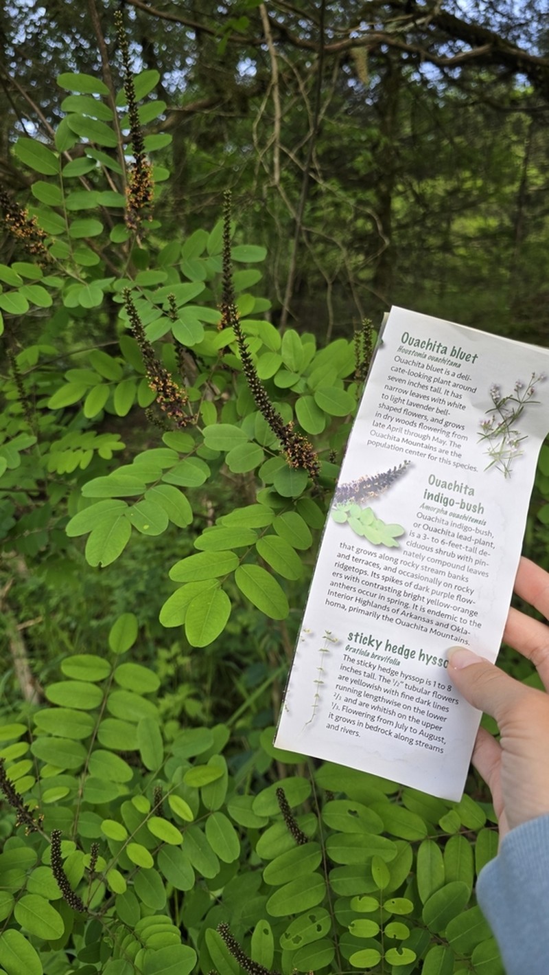 Ouachita False Indigo photo 4