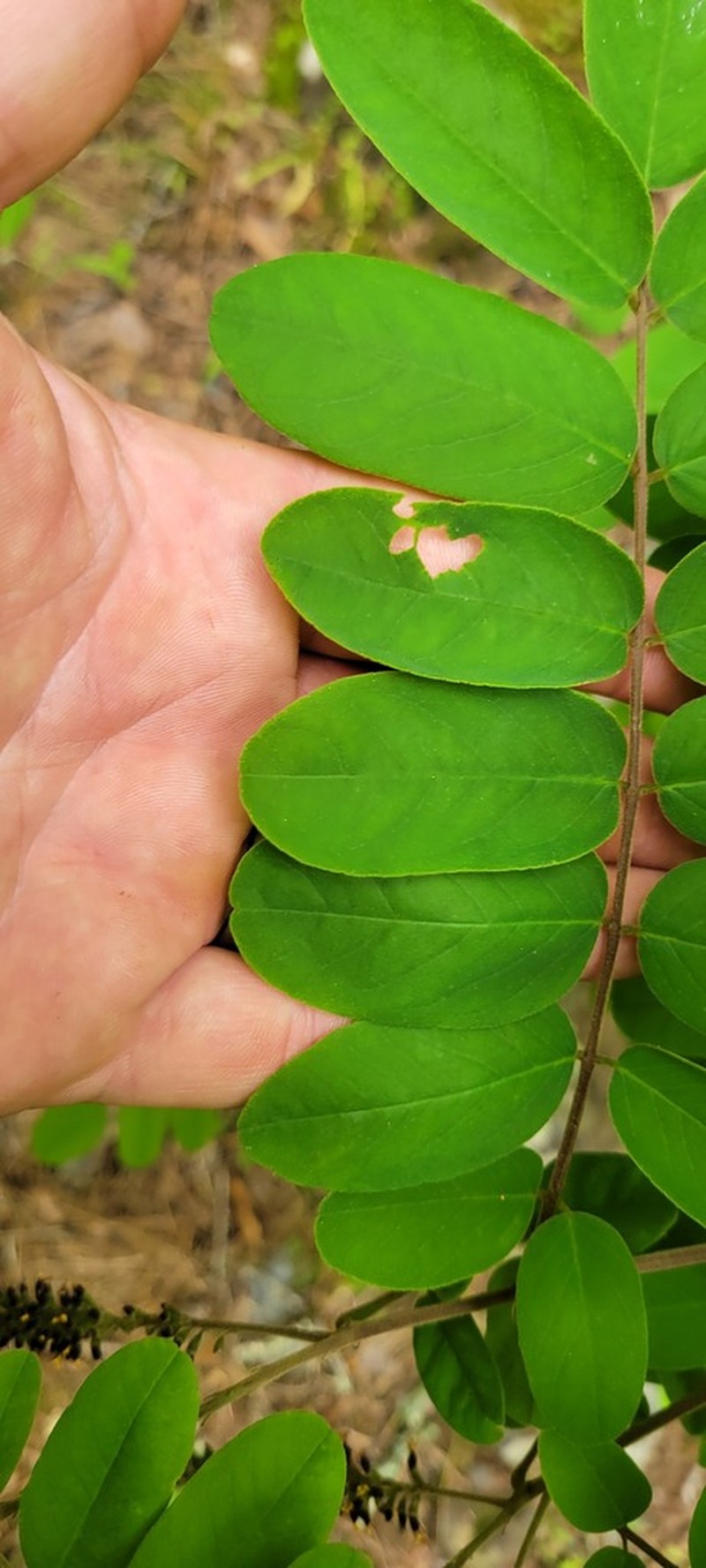Ouachita False Indigo photo 5