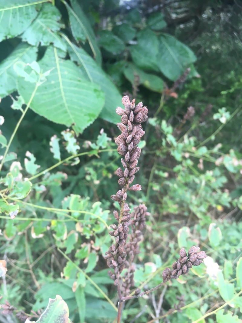Ouachita False Indigo photo 6