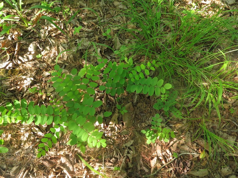 Ouachita False Indigo photo 7