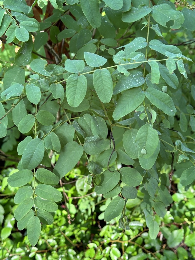 Ouachita False Indigo photo 8