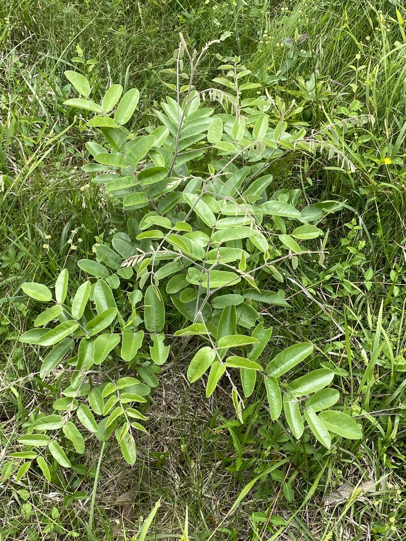 Panicled False Indigo