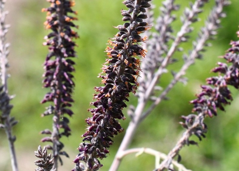 Panicled False Indigo