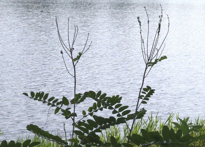 Panicled False Indigo photo 2