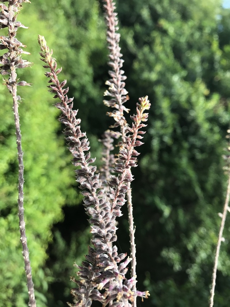 Panicled False Indigo photo 3